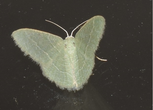 Phaiogramma etruscaria (Geometridae)? S